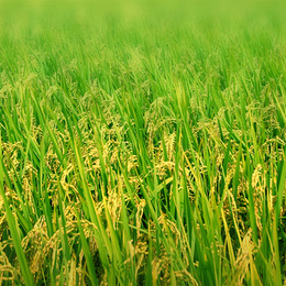 農產品背景圖片素材下載指南