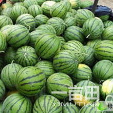 平均單個重15斤以上甜王西瓜批發采購指南