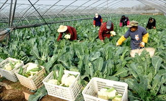 土淘農推寶 農產品電商營銷新引擎