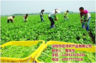 宏鴻農產品集團 專業工廠蔬菜配送，保障健康餐桌