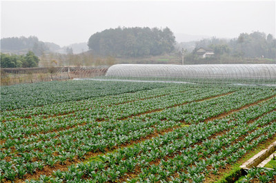 廣州市超市農產品配送廠家 高效供應鏈與品質保障