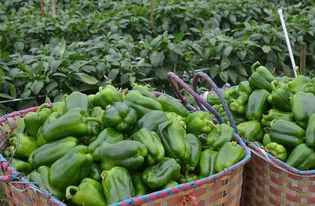 無公害農(nóng)產(chǎn)品認(rèn)證的難點(diǎn)與實(shí)施路徑