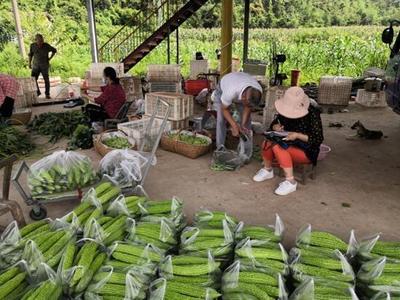 市農業農村局扎實推進農產品質量安全第二季度例行監測抽樣工作